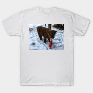 Scottish Highland Cattle Calf 1634 T-Shirt